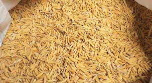 CBN rolls out 27,000MT of paddy rice to crash price