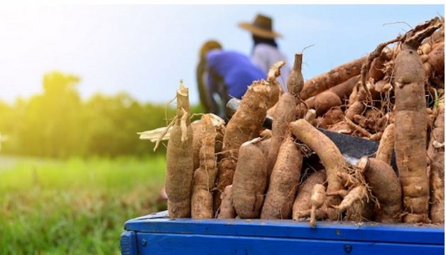 FG teaches Abia youths about the cassava value chain.