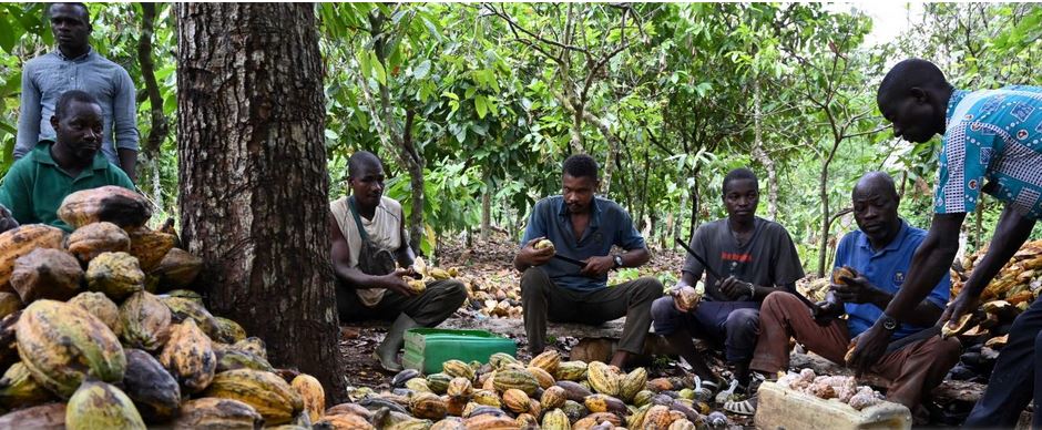 Cocoa farmers are looking for a trust fund to help them increase production.